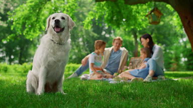 快乐的狗坐着家庭野餐快乐拉布拉多自然关闭